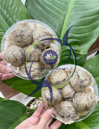 Yến Sào - Đảo VIP Tini Nest 